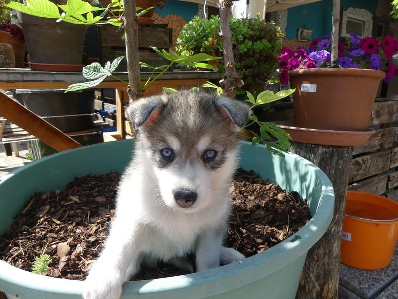 Welpen - Sandros Leisha Dog (Wolfsschäferhund) robust und natürlich