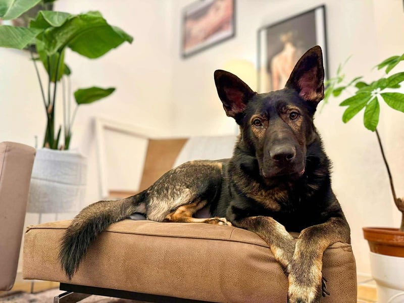 Ares - lernwillig&verschmust