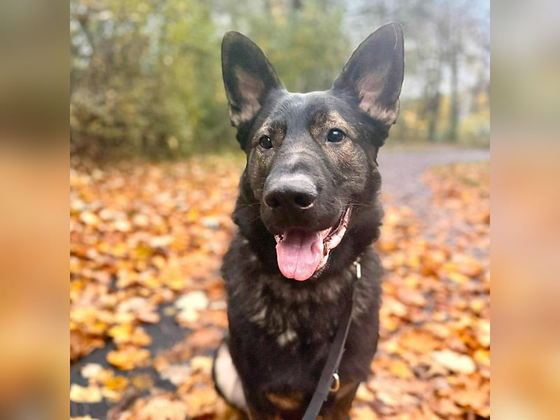 Ares - lernwillig&verschmust