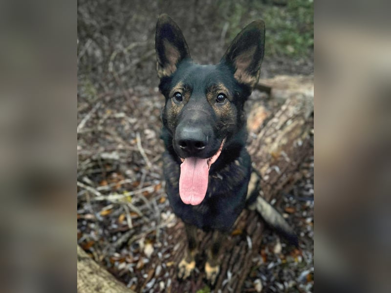 Ares - lernwillig&verschmust