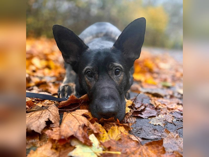 Ares - lernwillig&verschmust