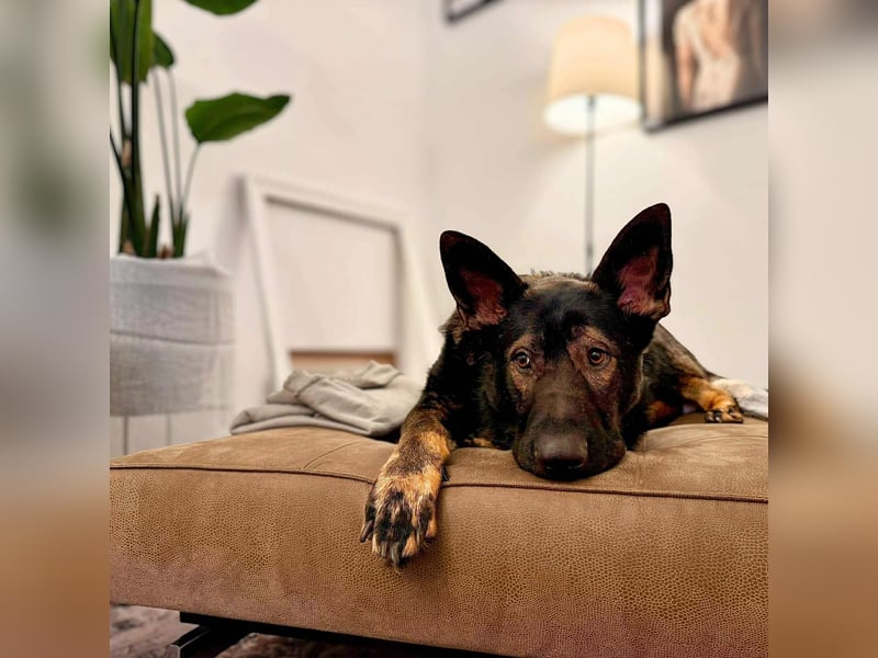 Ares - lernwillig&verschmust