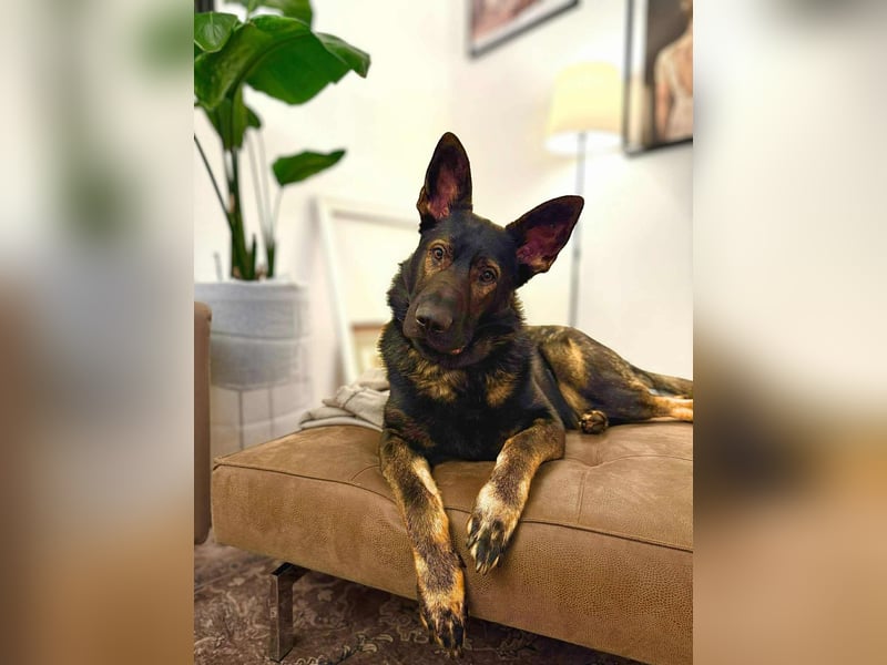 Ares - lernwillig&verschmust