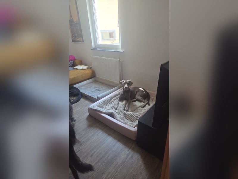 Weimaraner Labrador mix sucht sein für immer zu Hause