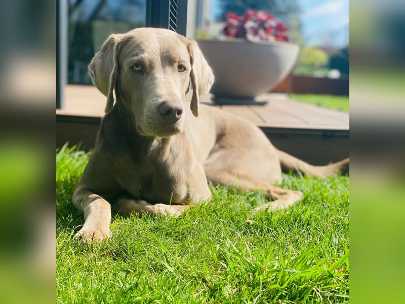 Weimaraner Labrador mix sucht sein für immer zu Hause