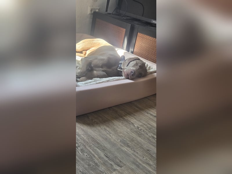 Weimaraner Labrador mix sucht sein für immer zu Hause