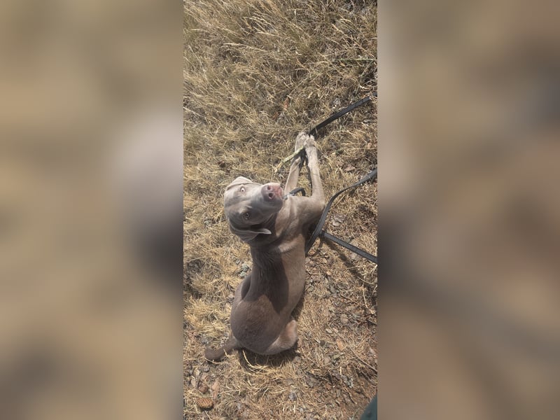 Weimaraner Labrador mix sucht sein für immer zu Hause