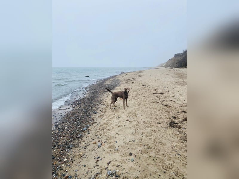 Weimaraner Labrador mix sucht sein für immer zu Hause