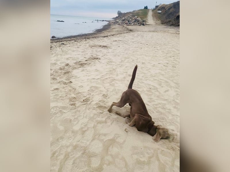 Weimaraner Labrador mix sucht sein für immer zu Hause