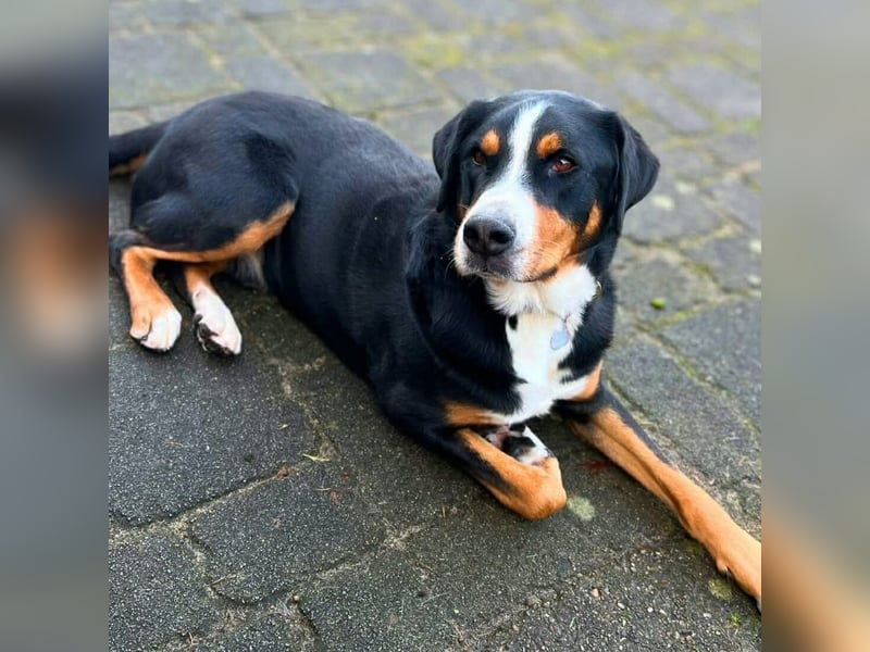 Rocky - ein sturer Einzelprinz