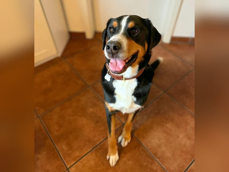 Rocky - ein sturer Einzelprinz