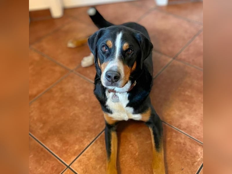 Rocky - ein sturer Einzelprinz