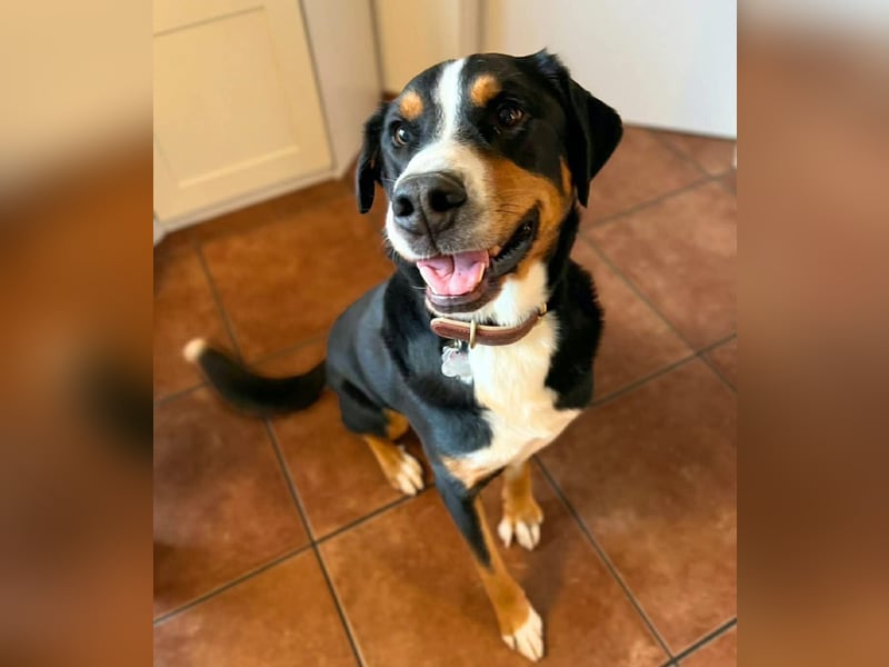 Rocky - ein sturer Einzelprinz