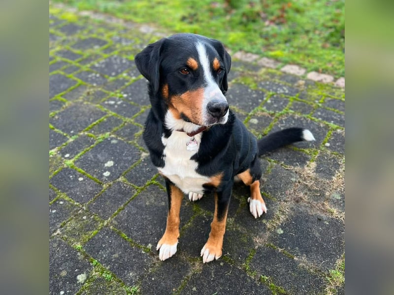 Rocky - ein sturer Einzelprinz