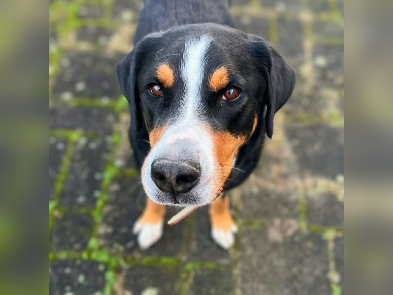 Rocky - ein sturer Einzelprinz