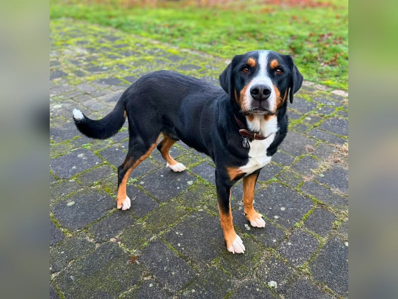 Rocky - ein sturer Einzelprinz