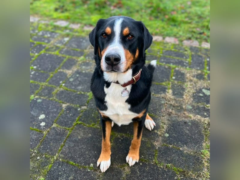 Rocky - ein sturer Einzelprinz