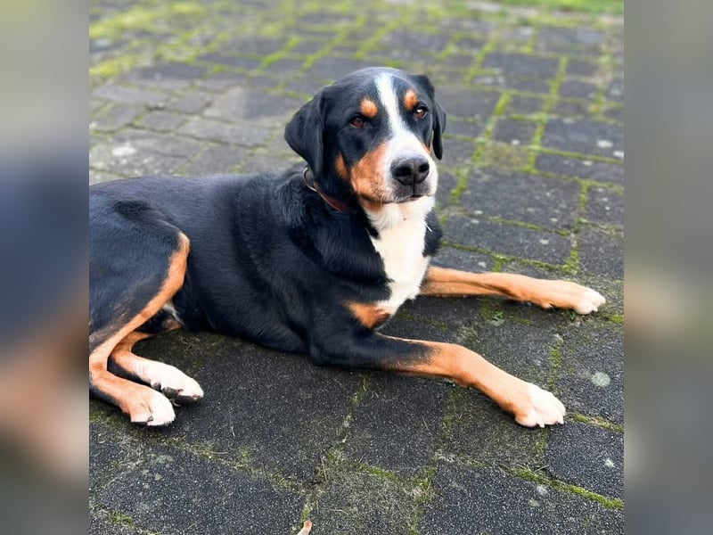 Rocky - ein sturer Einzelprinz