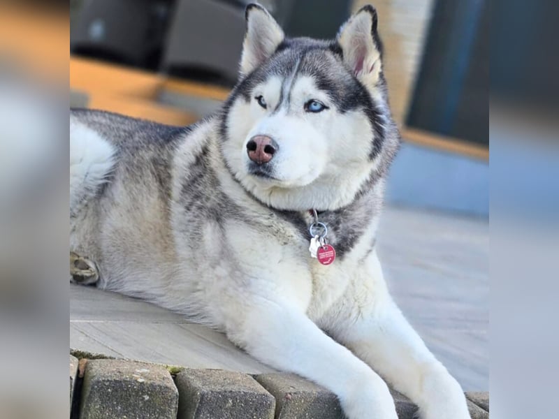 Bo - genießt Nähe&Streicheleinheiten