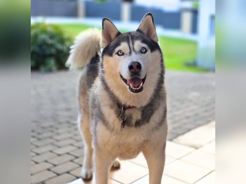 Bo - genießt Nähe&Streicheleinheiten
