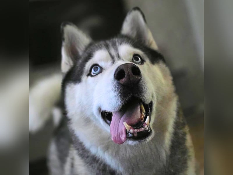 Bo - genießt Nähe&Streicheleinheiten