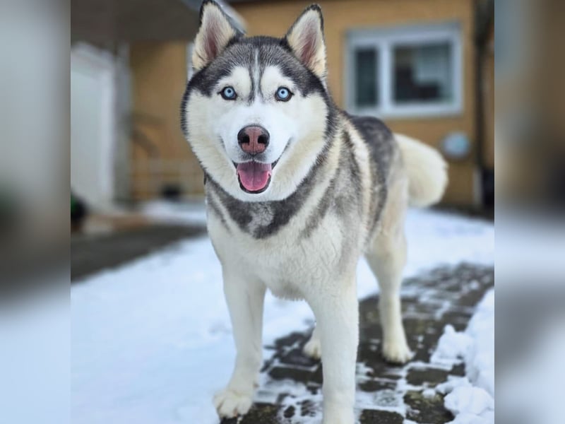 Bo - genießt Nähe&Streicheleinheiten