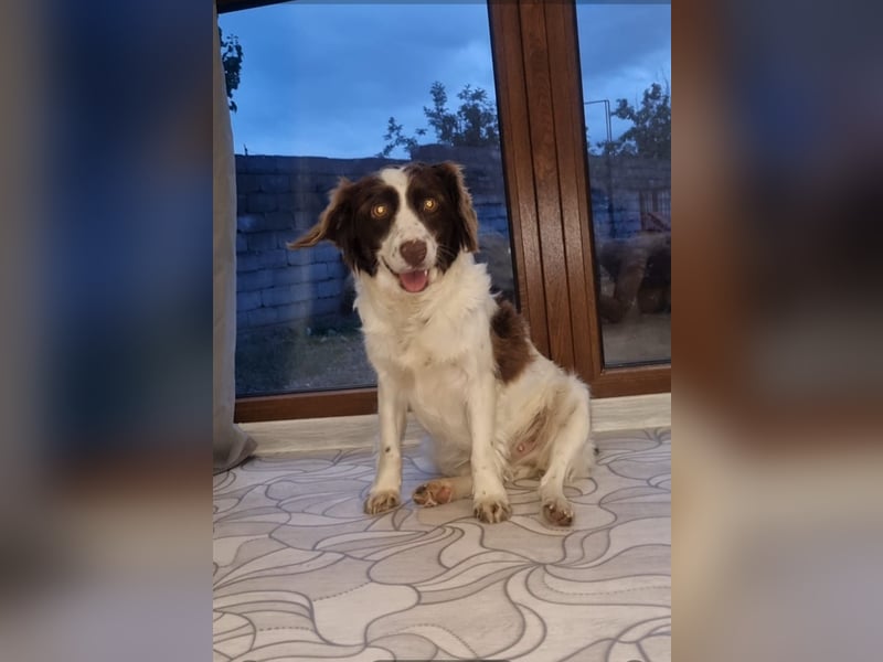 Hübsche ELZA sucht ihr Zuhause!