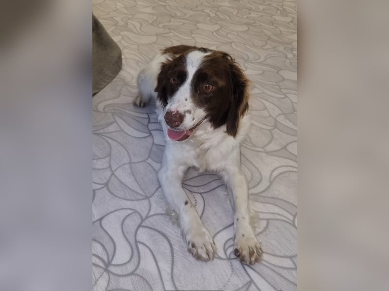 Hübsche ELZA sucht ihr Zuhause!