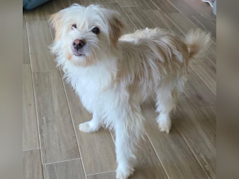 3 Jahre alter Terrier-Rüde
