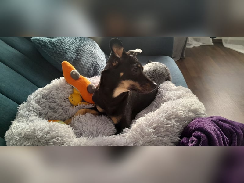 Tolle junge Hündin Rumba abzugeben