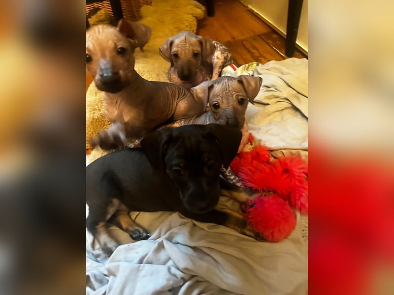 Tolle junge Hündin Rumba abzugeben