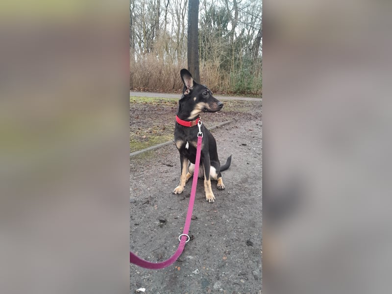 Tolle junge Hündin Rumba abzugeben