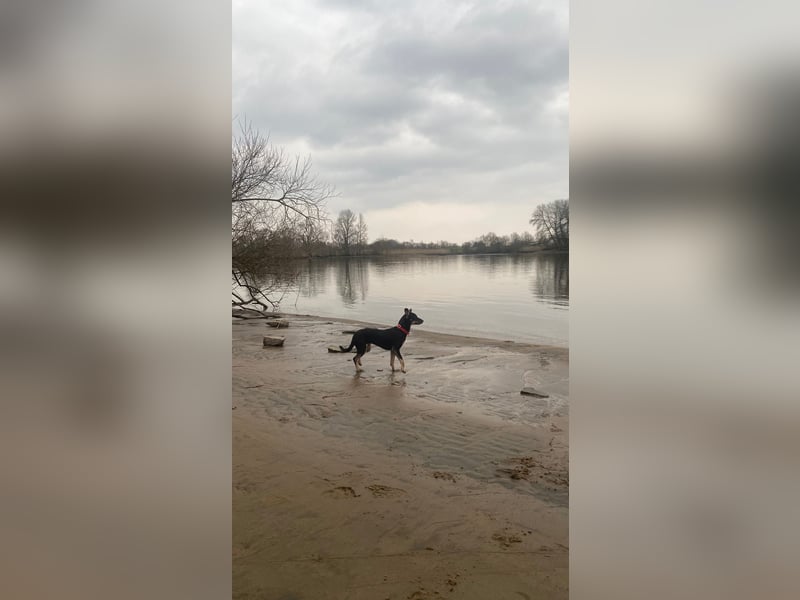 Tolle junge Hündin Rumba abzugeben