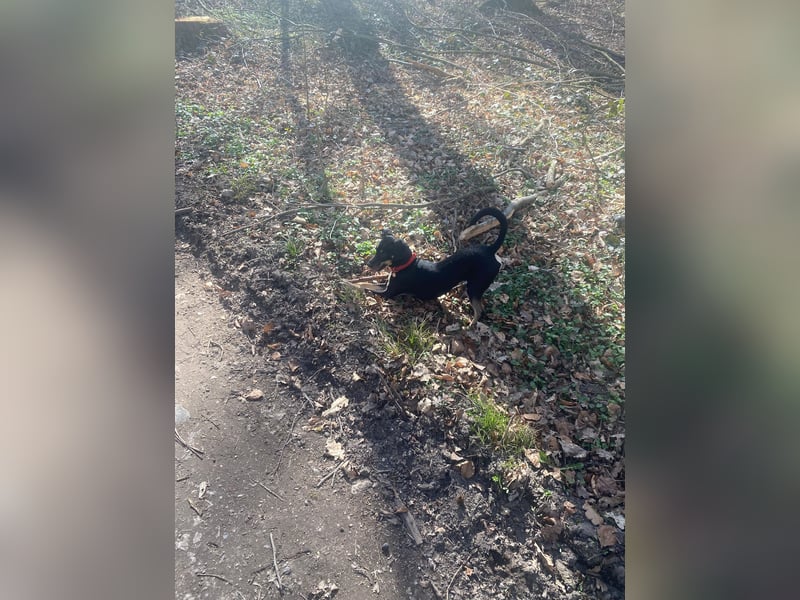 Tolle junge Hündin Rumba abzugeben