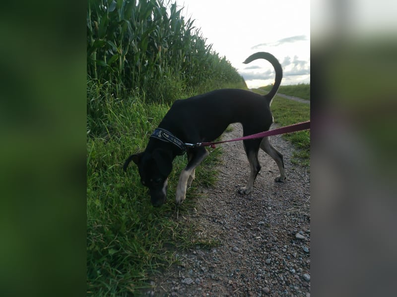 Tolle junge Hündin Rumba abzugeben