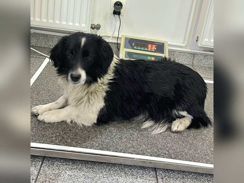 Junghündin Bimba ab 30.03.26 auf PS in 73579