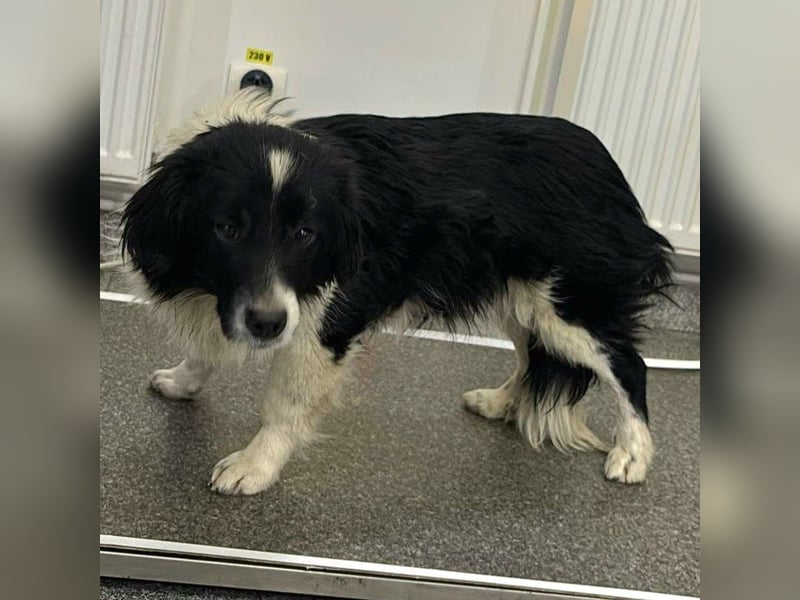 Junghündin Bimba ab 30.03.26 auf PS in 73579