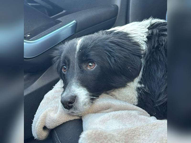 Junghündin Bimba ab 30.03.26 auf PS in 73579