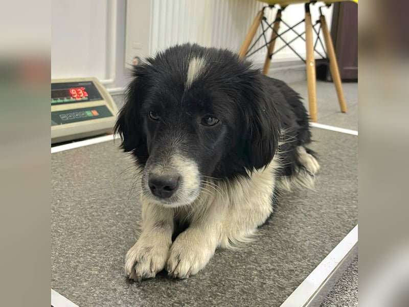 Junghündin Bimba ab 30.03.26 auf PS in 73579