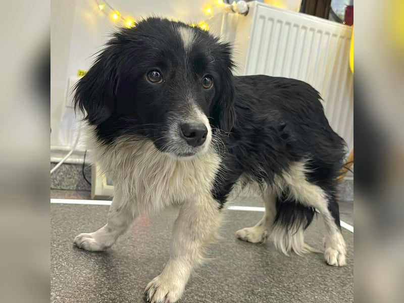 Junghündin Bimba ab 30.03.26 auf PS in 73579