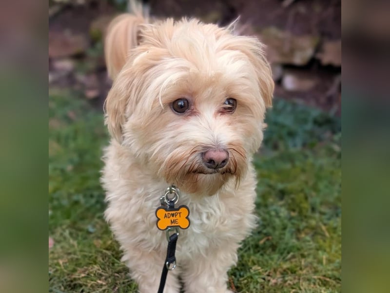 Rudi - ein süßer kleiner Hund