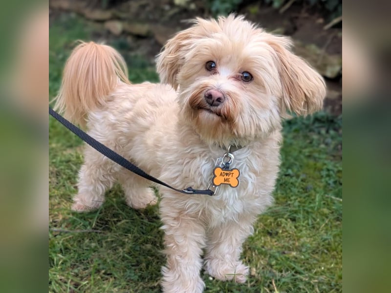 Rudi - ein süßer kleiner Hund