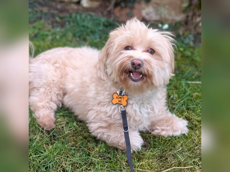 Rudi - ein süßer kleiner Hund