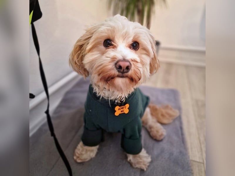 Rudi - ein süßer kleiner Hund