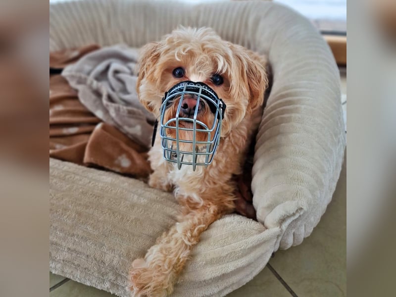 Rudi - ein süßer kleiner Hund