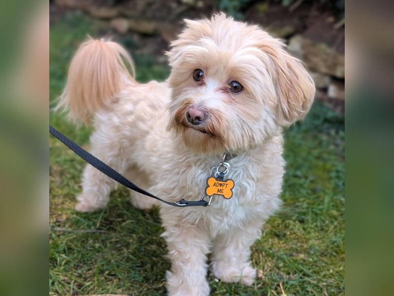 Rudi - ein süßer kleiner Hund