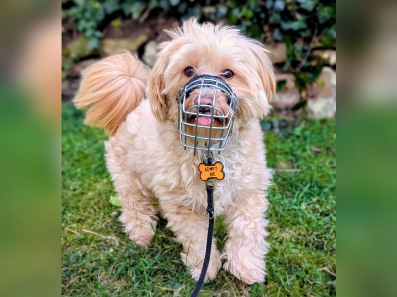 Rudi - ein süßer kleiner Hund