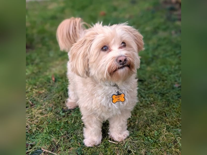 Rudi - ein süßer kleiner Hund