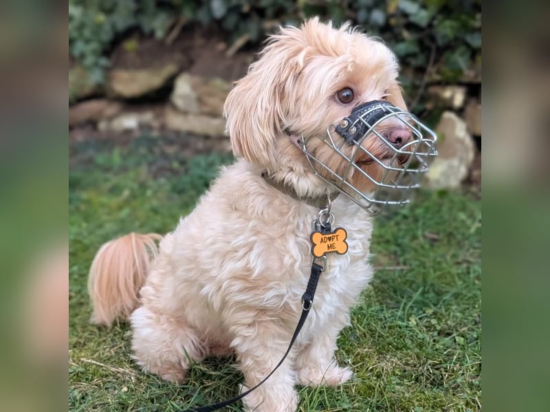 Rudi - ein süßer kleiner Hund