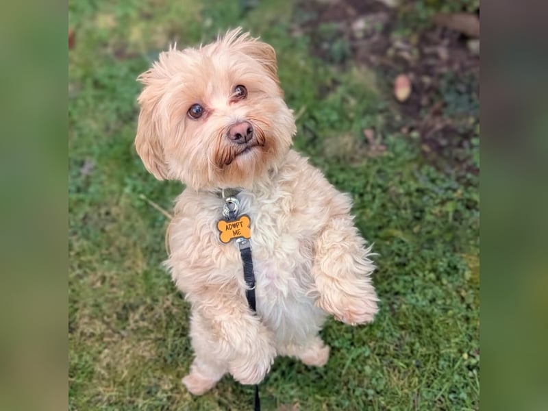 Rudi - ein süßer kleiner Hund